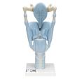 3B Scientific Functional Larynx, 3 times - w/ 3B Smart Anatomy 1001242